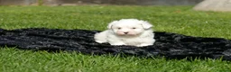 Bichón Maltés perros en venta: Cachorros de Bichón Maltés disponibles - Anuncio 4