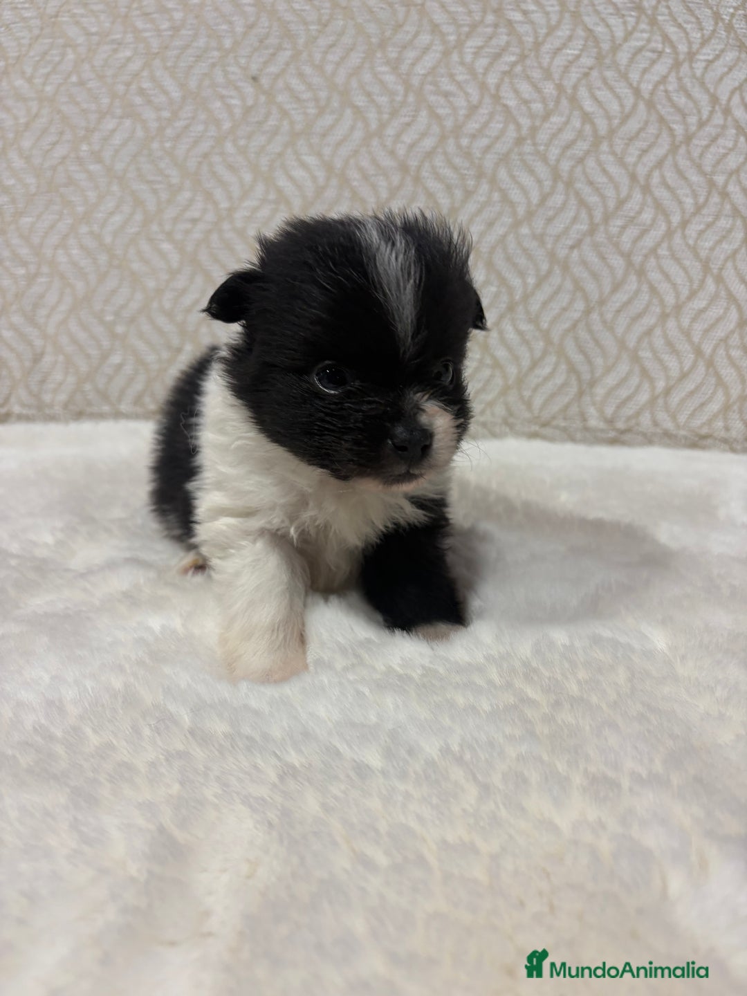 Pomerania perros en venta: Lulu Pomerania Toy macho color party Osito - Anuncio 10