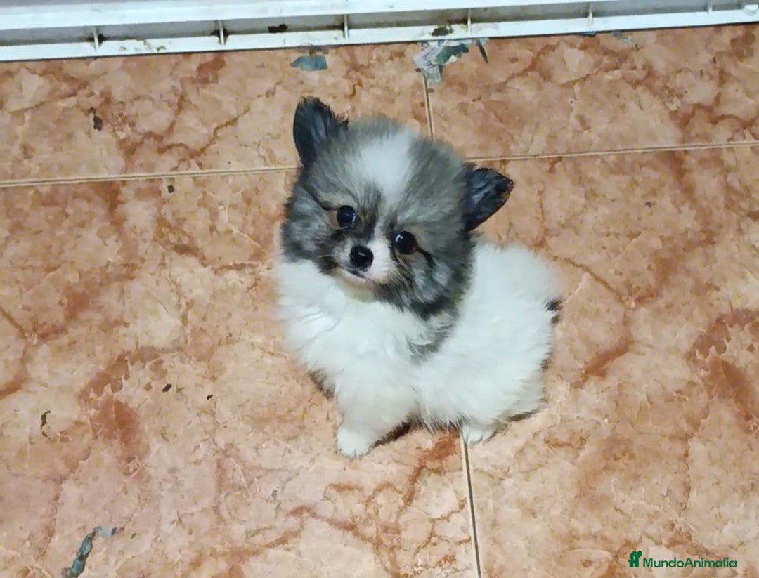 Pomerania perros en venta: Preciosa Pomeranian MINI PRECIO REAL  - Imagen 1