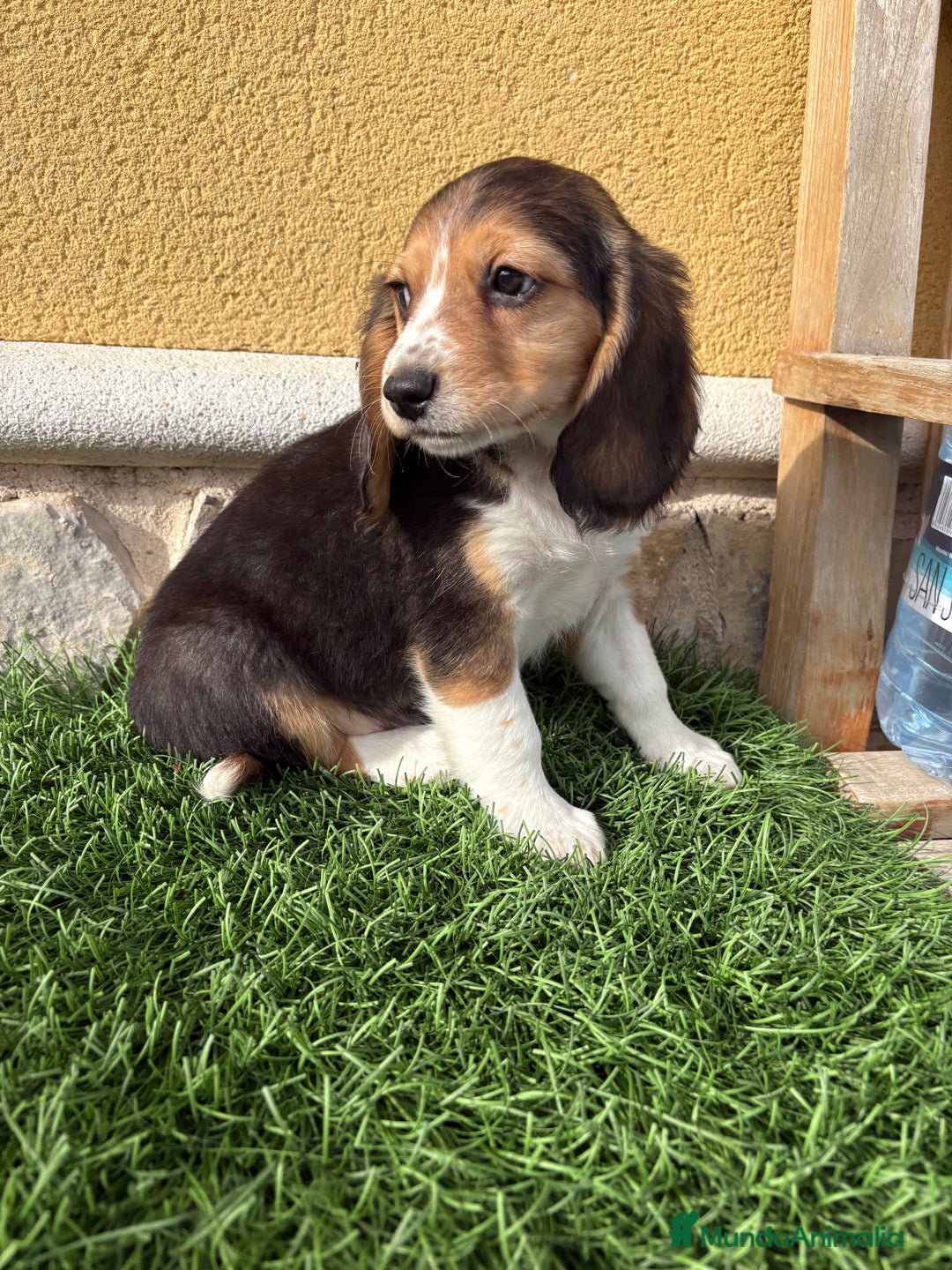 Beagle perros en venta: Cachorro macho de Beagle  - Anuncio 17