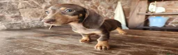 Teckel perros en venta: Camada teckel chocolate - Anuncio 9