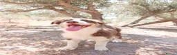 Pastor Australiano perros en venta: PASTOR AUSTRALIANO  - Anuncio 5