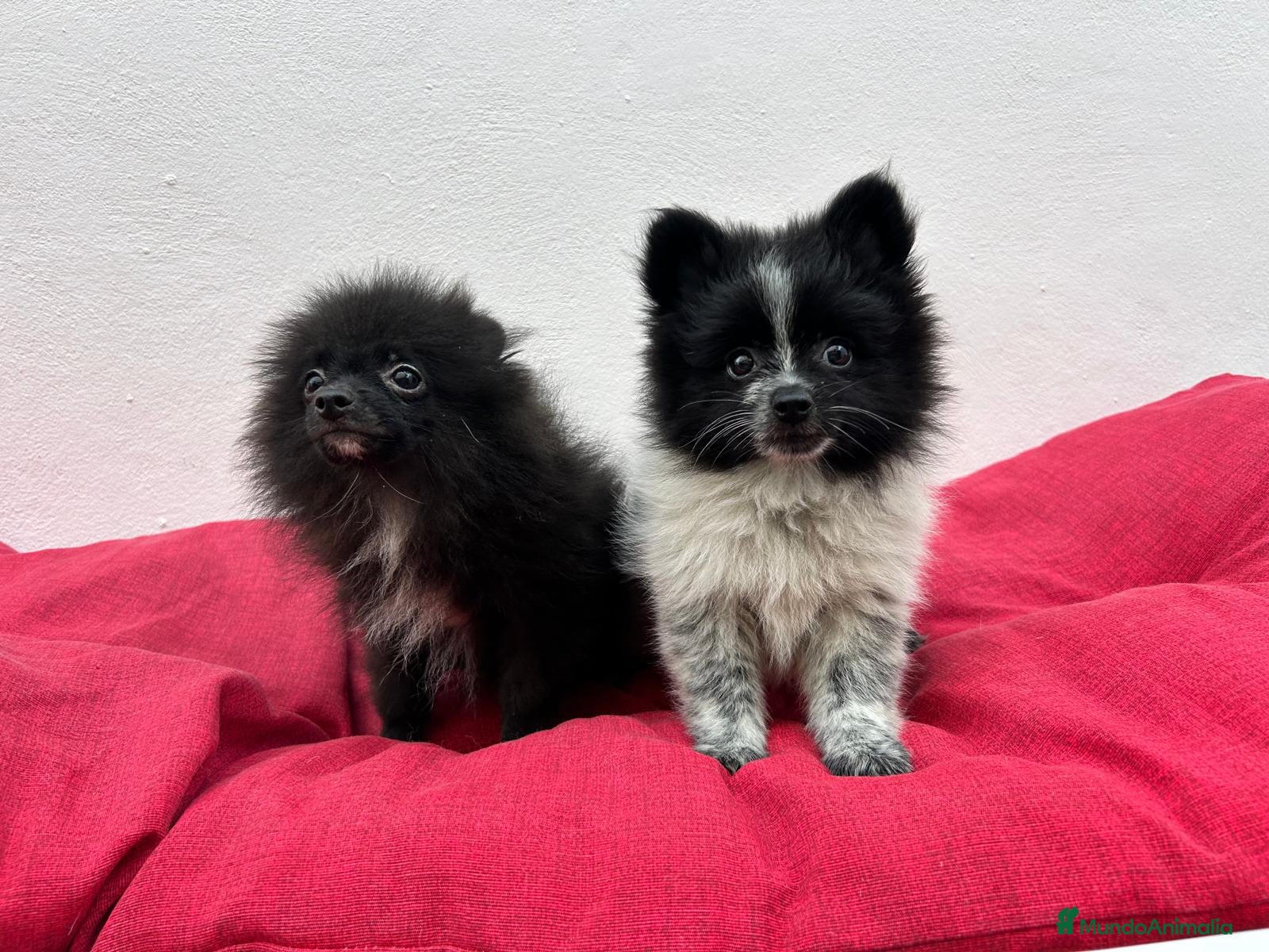 Pomerania perros Pomerania mini - Anuncio 1