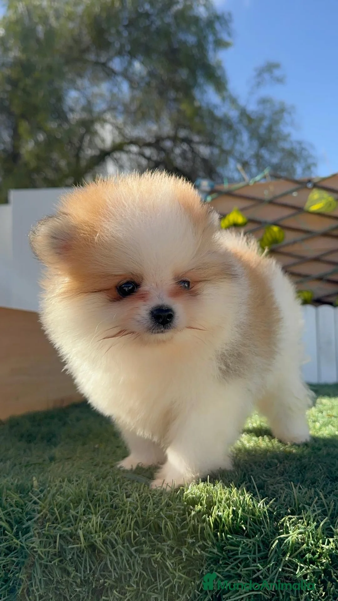 Pomerania perros en venta: POMERANIA MACHO - Anuncio 1