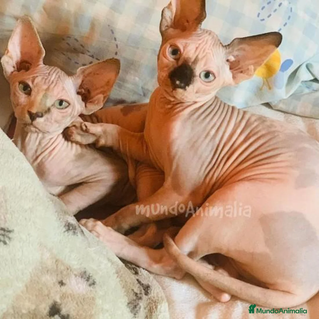 Imagen de galería {{count}}