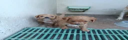Cavapoo perros en venta: Cachorros de Cavapoo - Anuncio 6