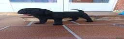Labrador Retriever perros en venta: Labradores de Quercuscan  - Anuncio 2
