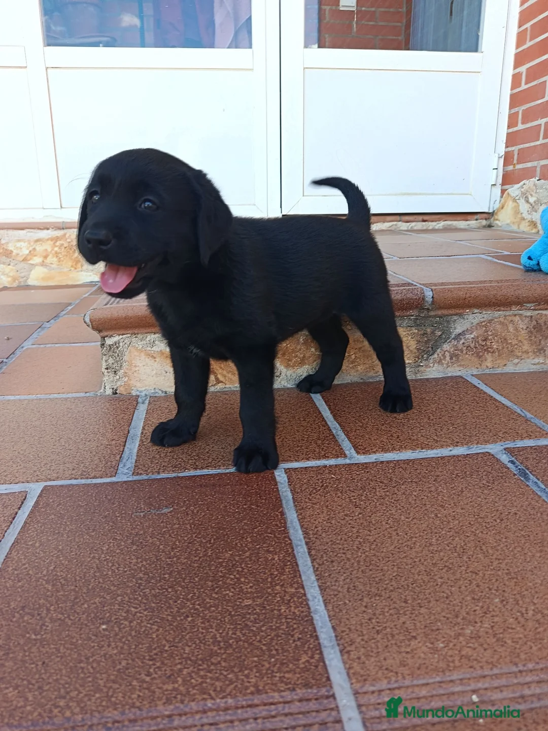 Labrador Retriever perros en venta: Labradores de Quercuscan  - Anuncio 2