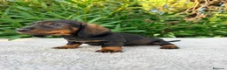 Teckel Miniatura perros en venta: TECKEL MINIATURA NEGRO FUEGO - Anuncio 3