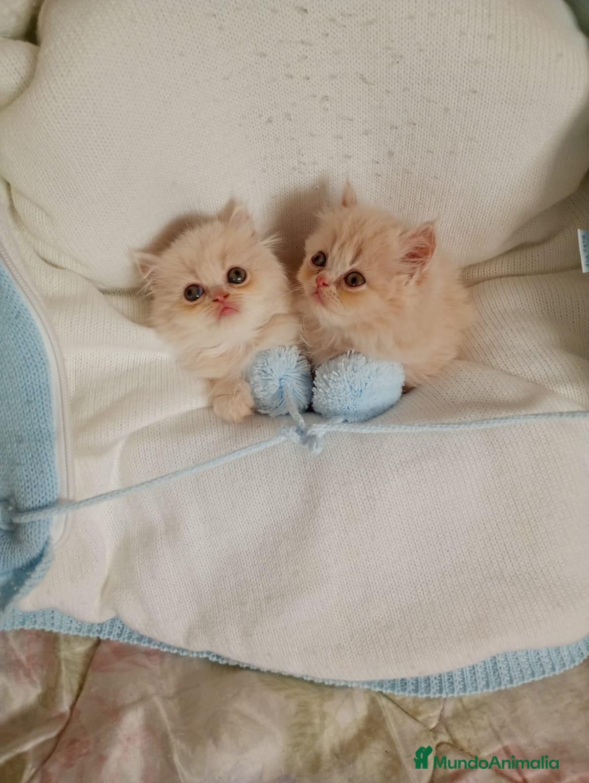 Persa gatos Gatitos persa himalayo - Anuncio 2