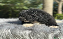 Perro de Agua Español perros en venta: Perro de agua español  - Imagen 1