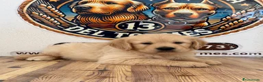 Golden Retriever 2