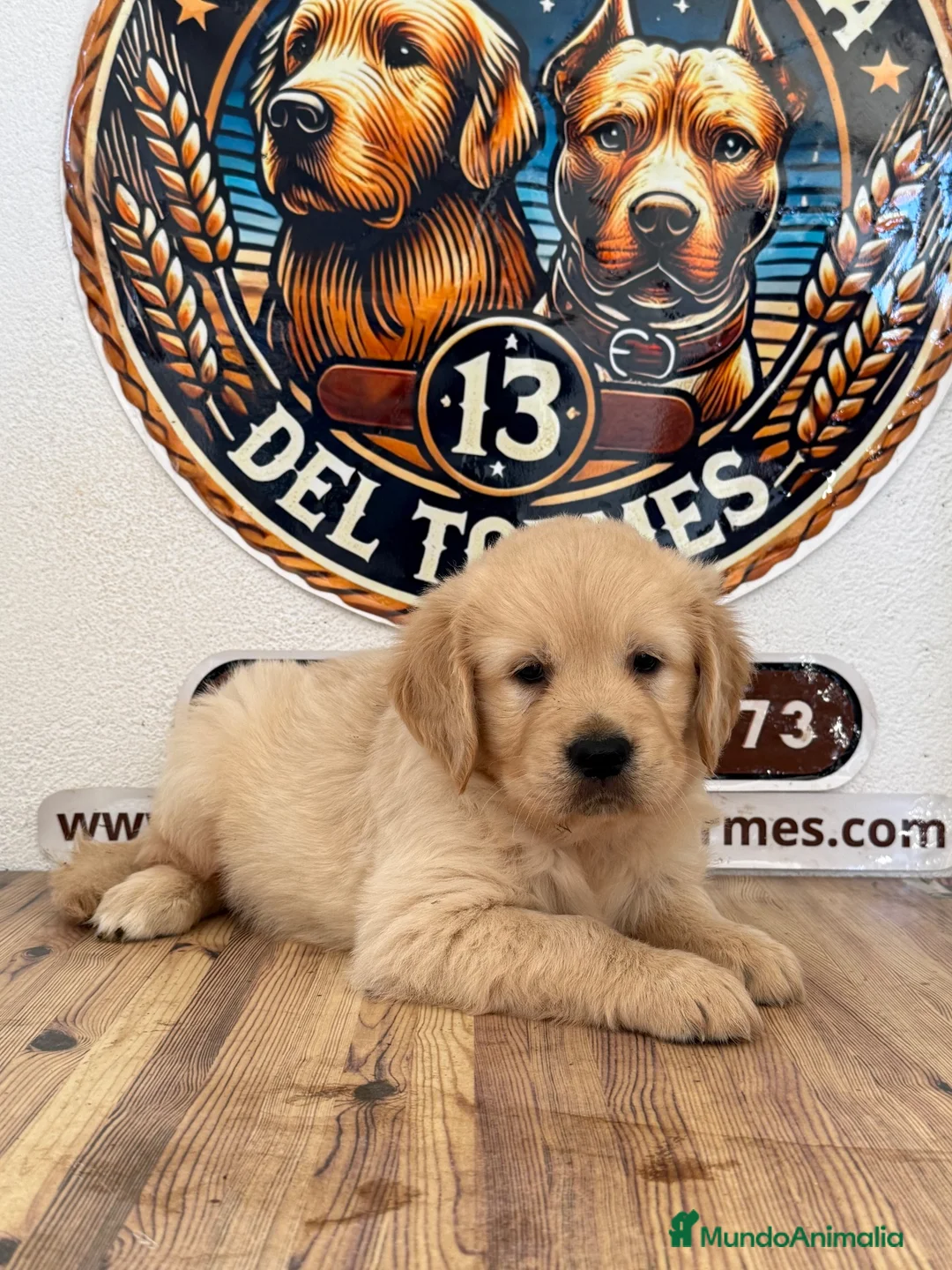 Golden Retriever perros en venta: Cachorros Golden retriever - Anuncio 4