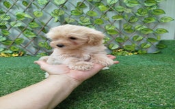 Maltipoo perros en venta: Maltipoo toy  - Imagen 4