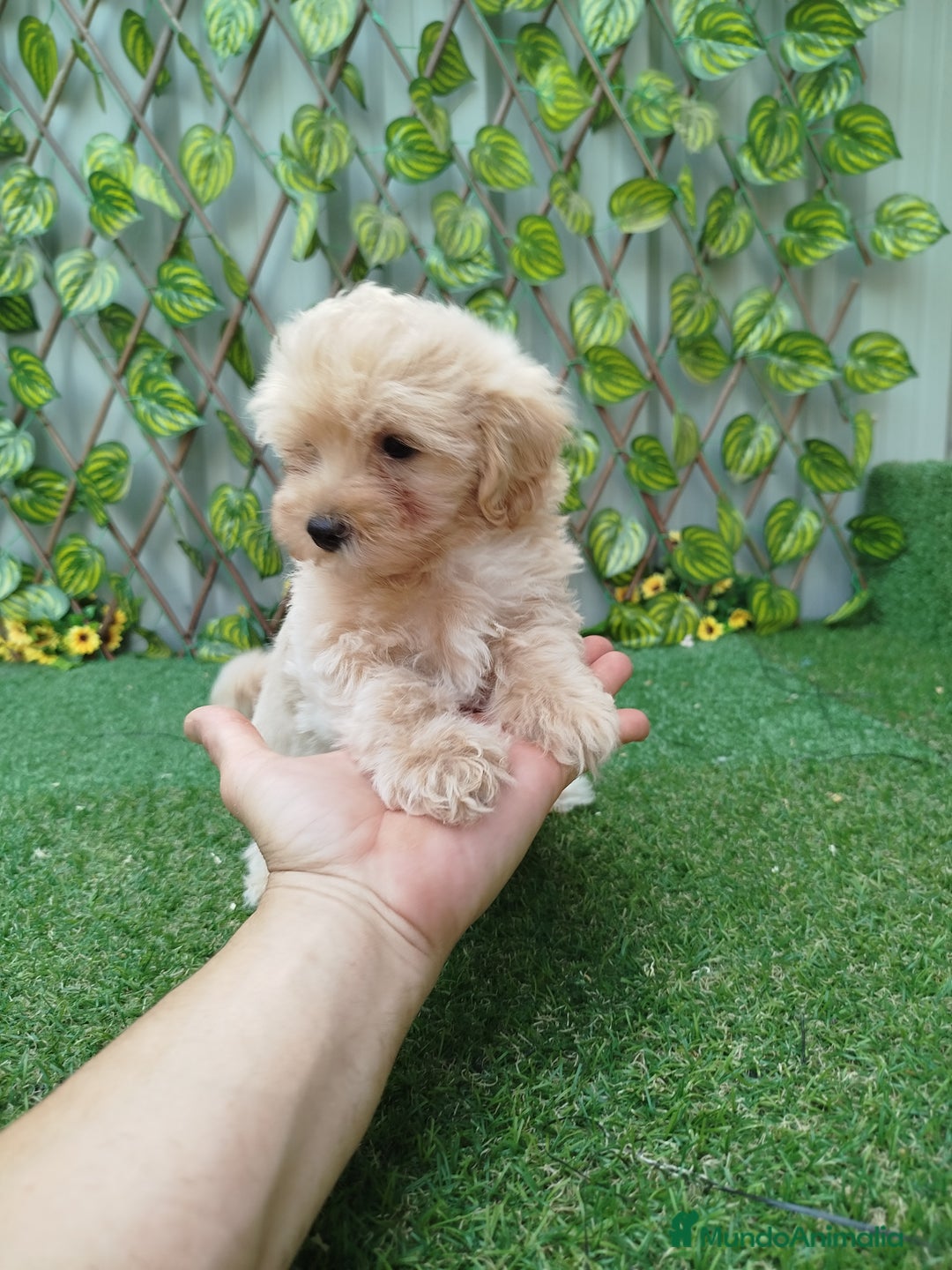 Maltipoo perros en venta: Maltipoo toy  - Imagen 4