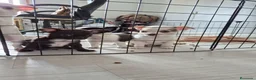 Chihuahua perros en venta: Chihuahuas toys impresionantes  - Anuncio 1