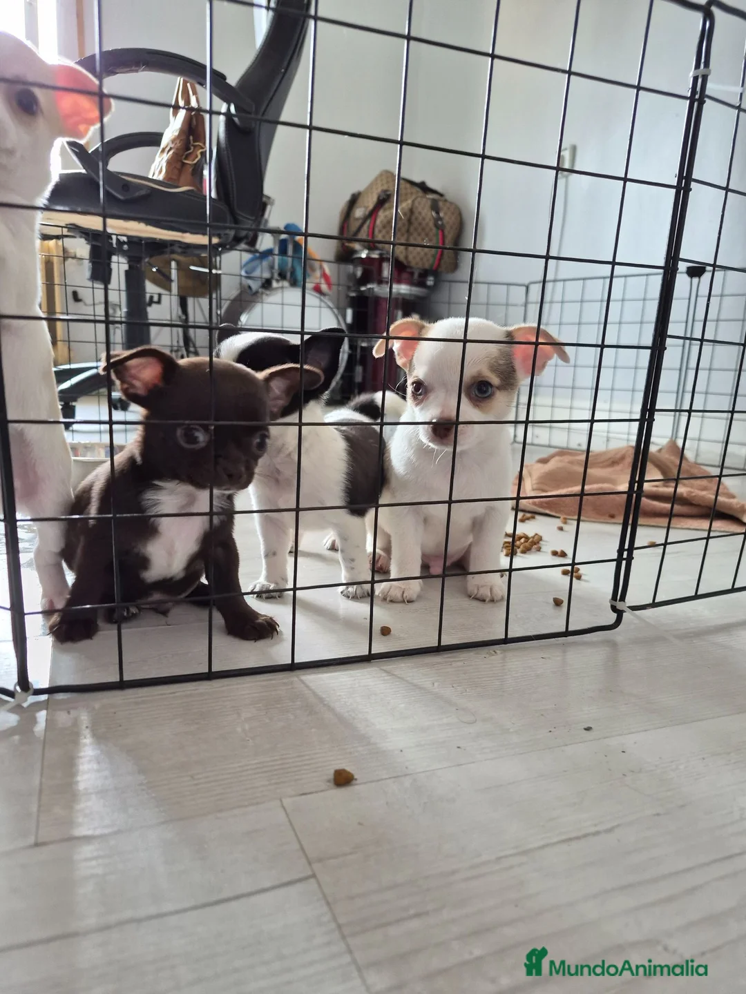 Chihuahua perros en venta: Chihuahuas toys impresionantes  - Anuncio 1
