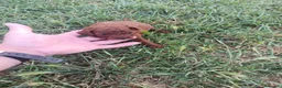 Caniche Toy perros en venta: PRECIOSOS CANICHE  ROJO LINEA ASIÁTICO - Anuncio 4