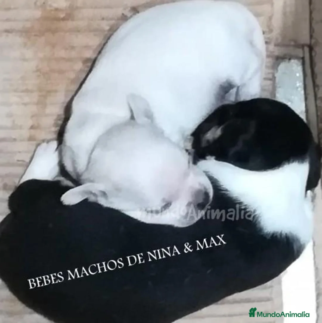 Imagen de galería {{count}}