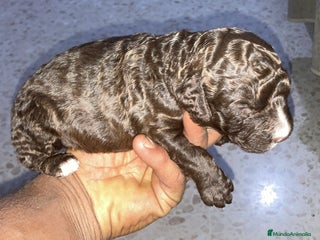 Perro de Agua Español perros PERRO DE AGUA ESPAÑOL - Anuncio 1