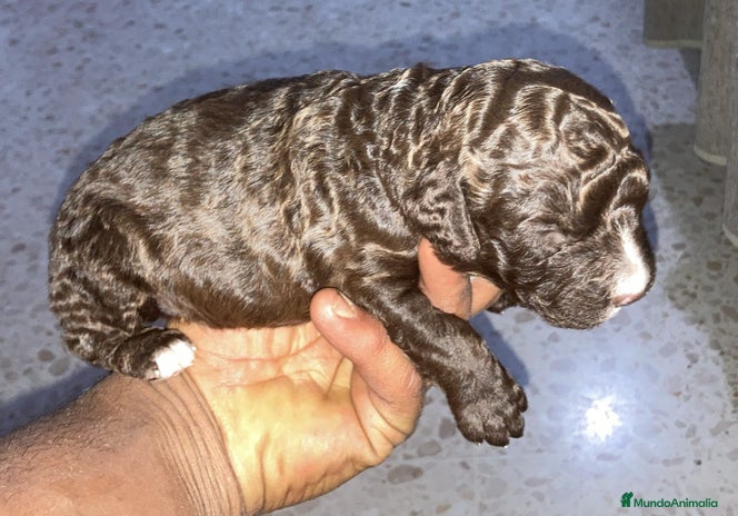 Perro de Agua Español perros PERRO DE AGUA ESPAÑOL - Anuncio 2