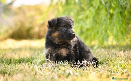 Pastor Alemán perros en venta: Hembras de pastor alemán  - Imagen 6