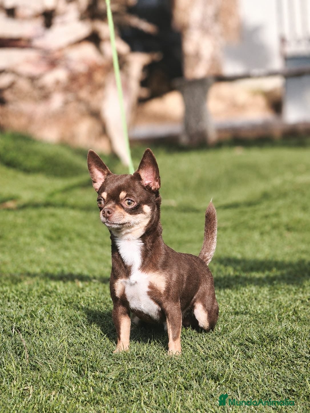 Chihuahua perros CHIHUAHUA CHOCOLATE CABEZA MANZANA  - Anuncio 1