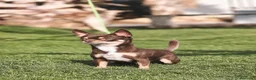 Chihuahua perros en venta: CHIHUAHUA CHOCOLATE CABEZA MANZANA  en Ciudad Real - Anuncio 1