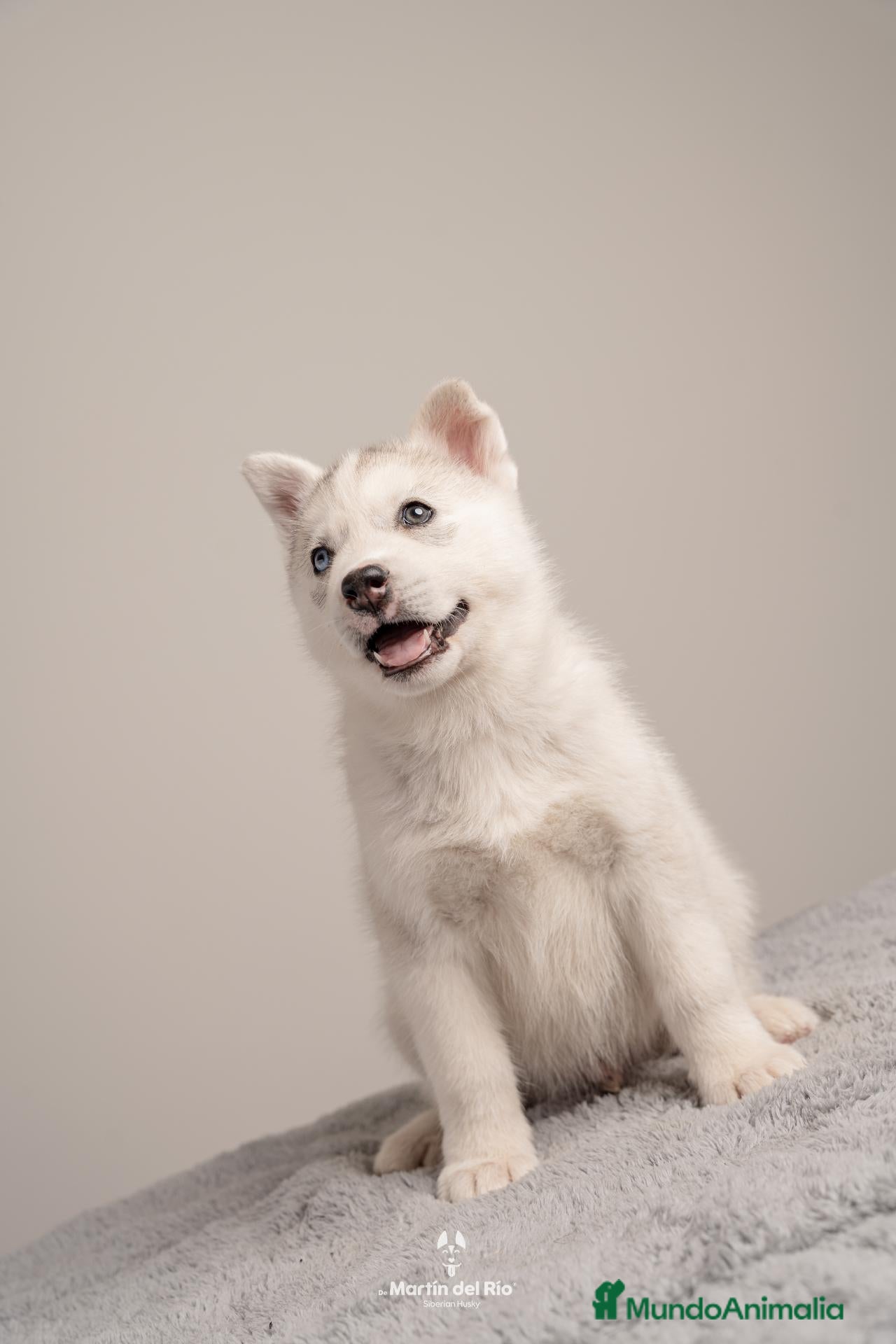 Husky Siberiano perros Husky Siberiano - Cachorros - Anuncio 2