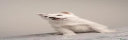 Husky Siberiano perros en venta: Husky Siberiano - Cachorros - Anuncio 2