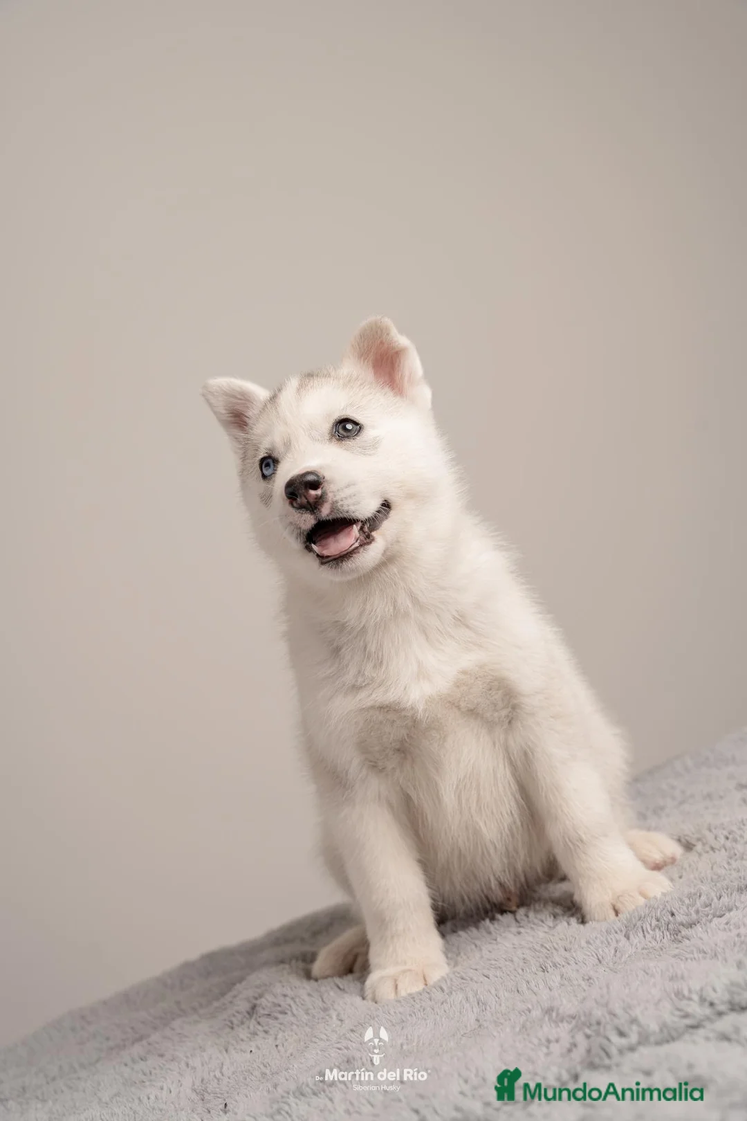 Husky Siberiano perros en venta: Husky Siberiano - Cachorros - Anuncio 2