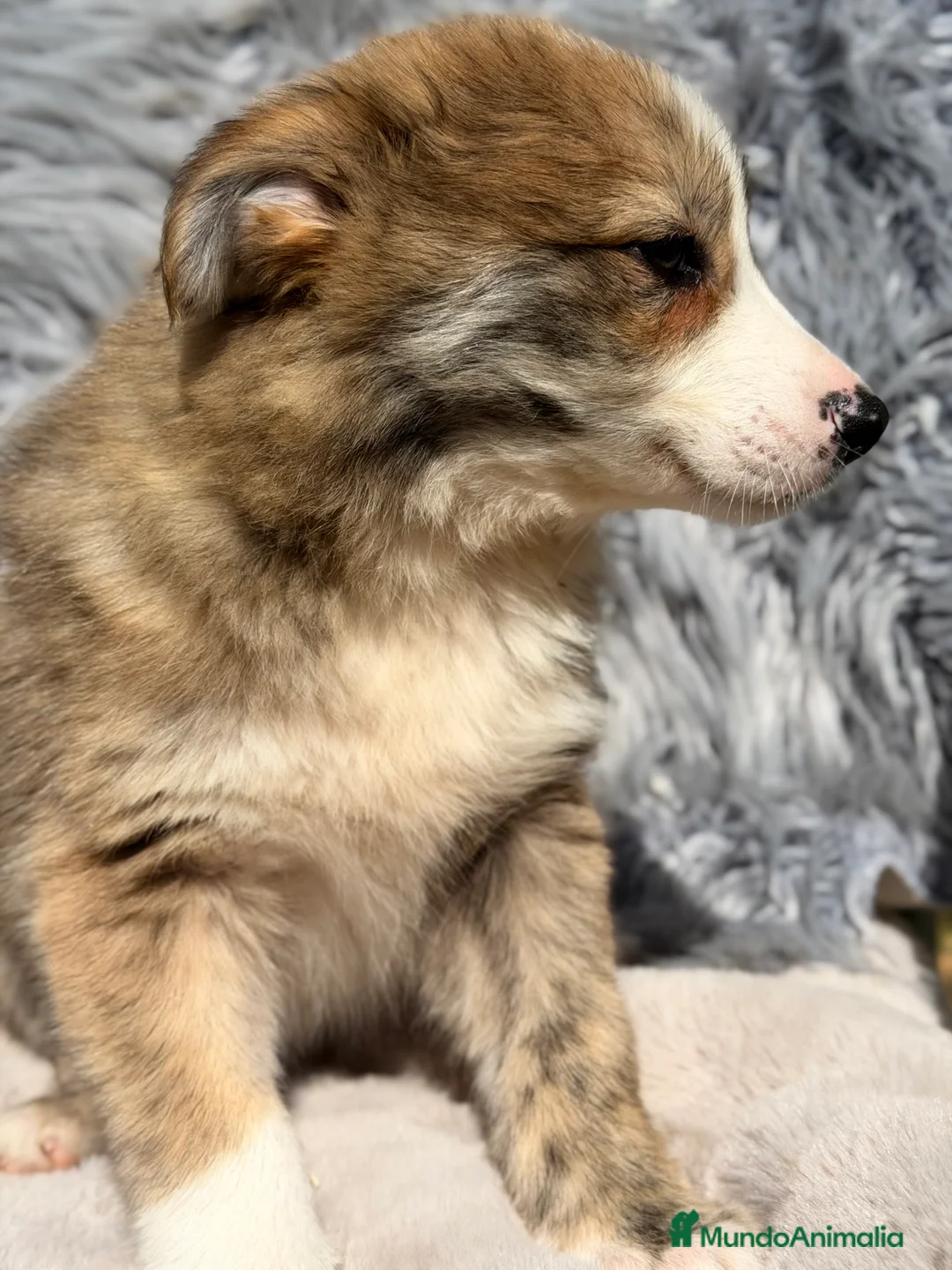 Border Collie perros en venta: Border collie atigrado  - Anuncio 2