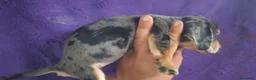 Teckel perros en venta: Teckel Arlequínes y Negros fuego - Anuncio 13