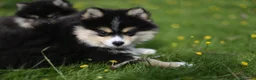 Pomsky perros en venta: Pomsky toy F3 - Anuncio 6
