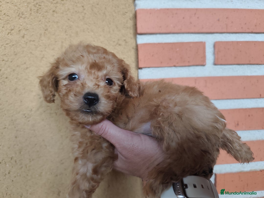 Caniche Toy perros en venta: Cachorro camada caniche rojo toy - Imagen 5