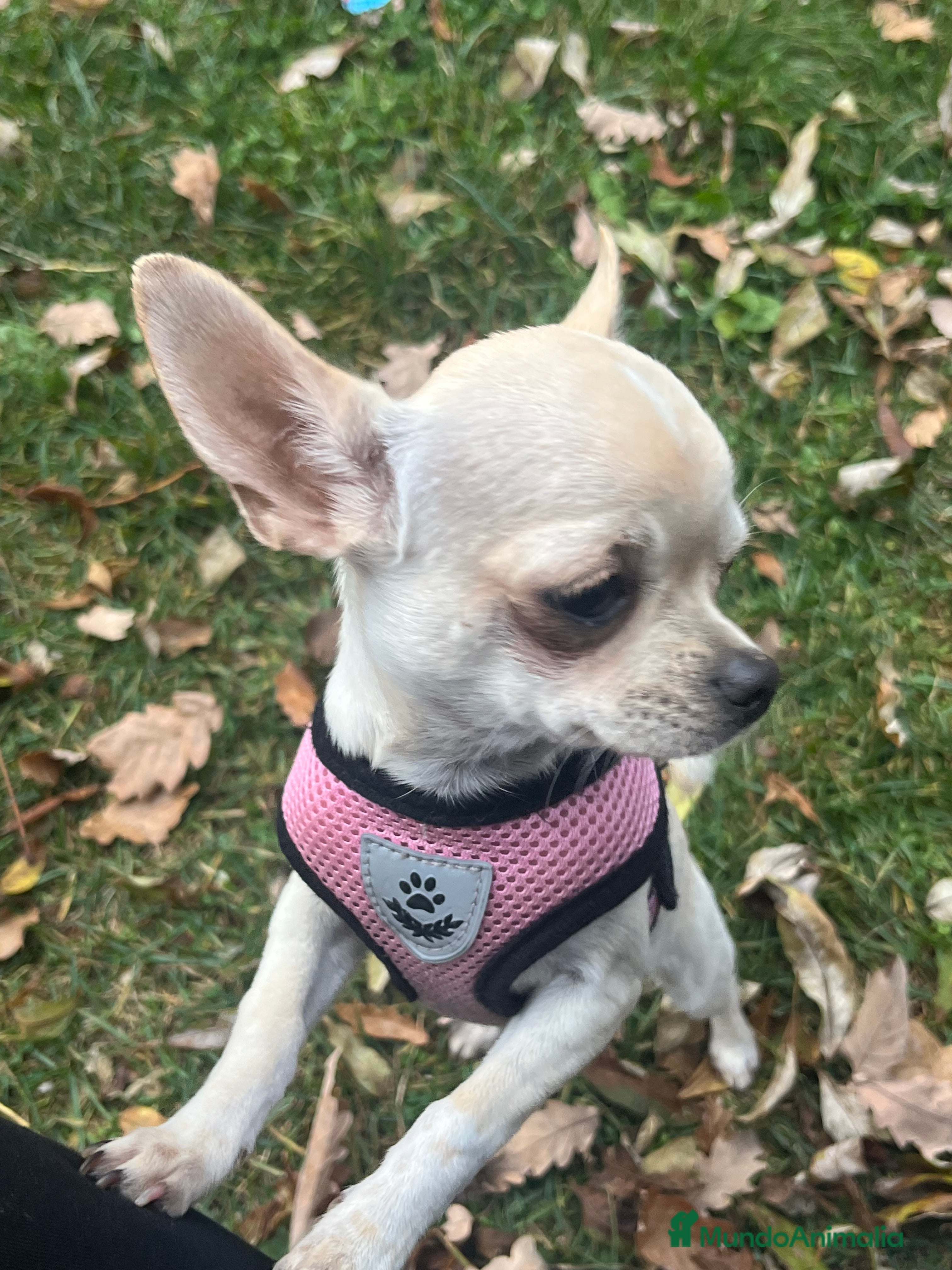 Chihuahua perros Chihuhua - Anuncio 1