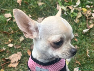 Chihuahua perros Chihuhua - Anuncio 1