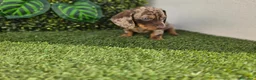 Teckel Miniatura perros en venta: TECKEL MINIATURA ARLEQUIN - Anuncio 4