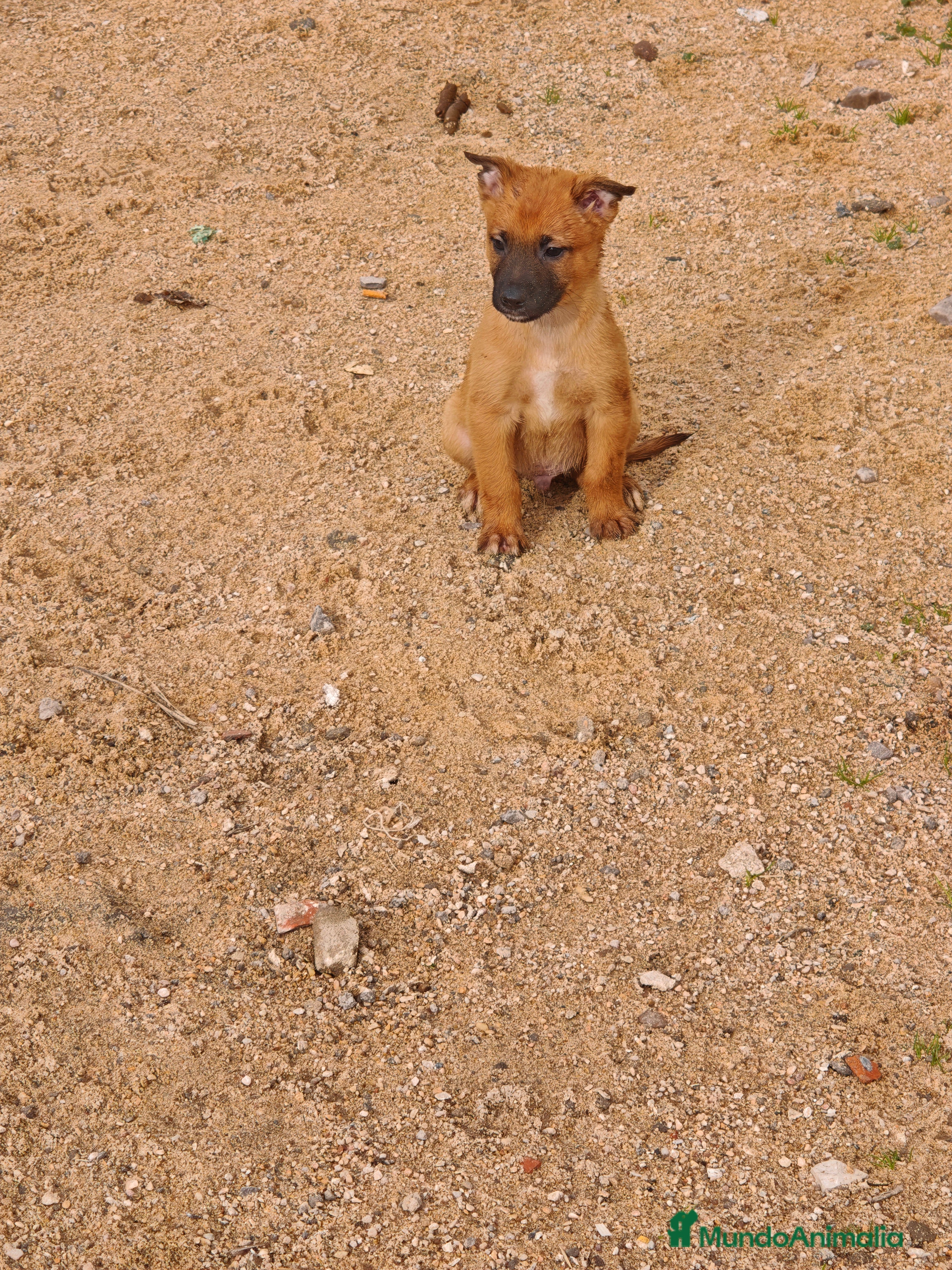 Pastor Belga Malinois perros Pastor belga - Anuncio 1