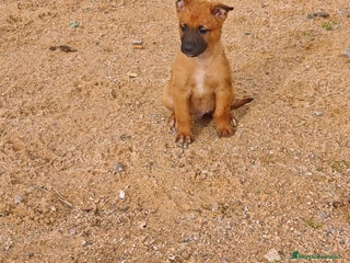 Pastor Belga Malinois perros Pastor belga - Anuncio 1