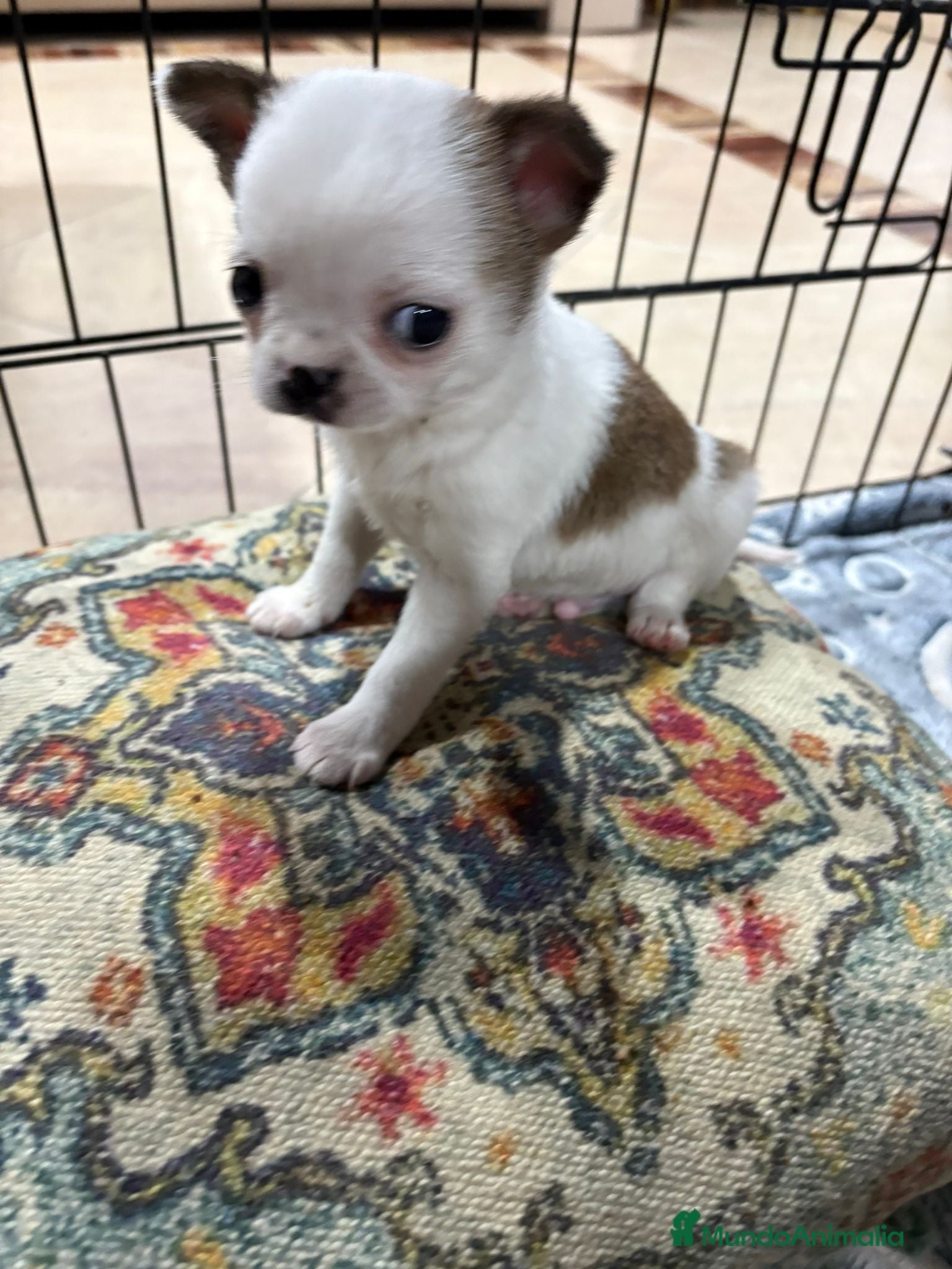 Chihuahua perros Chihuahua mini toy tricolor  - Anuncio 1