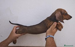 Teckel perros en venta: CAMADA DE TECKEL - Imagen 3