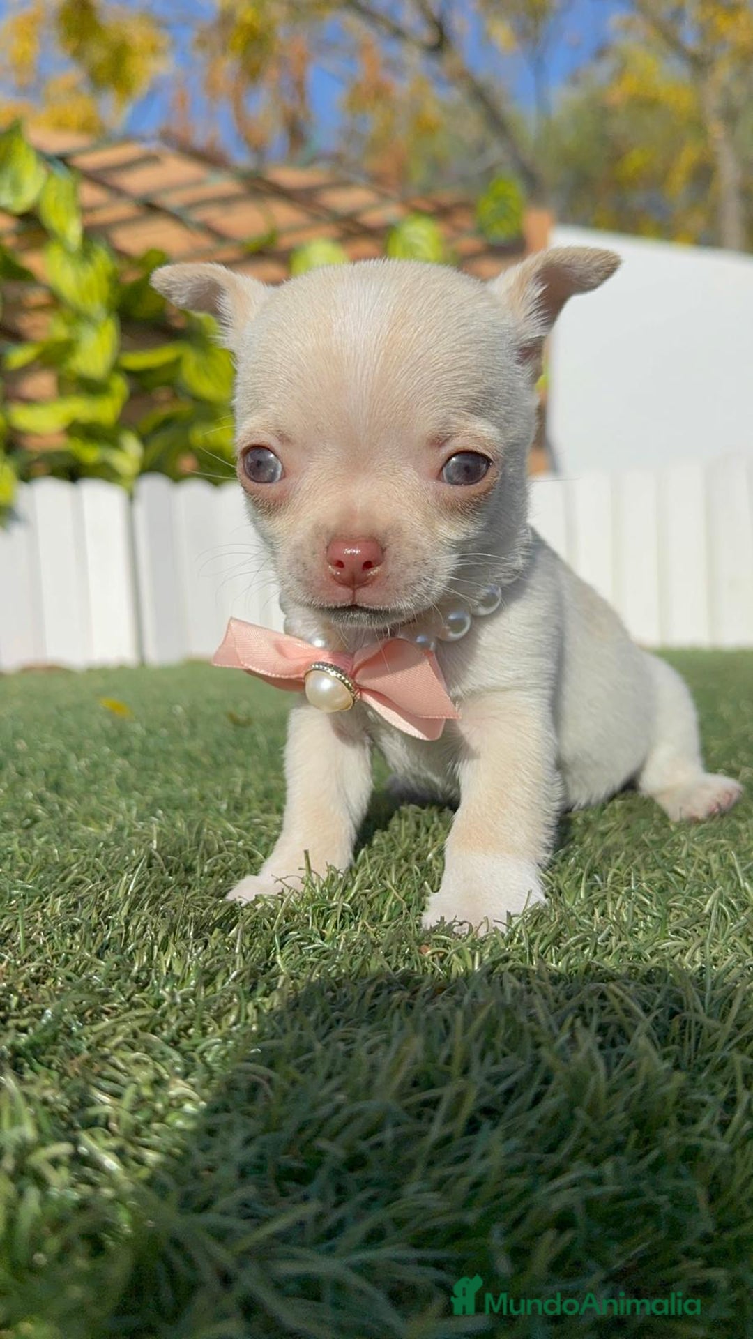 Chihuahua perros en venta: CHIHUAHUA HEMBRA - Anuncio 20