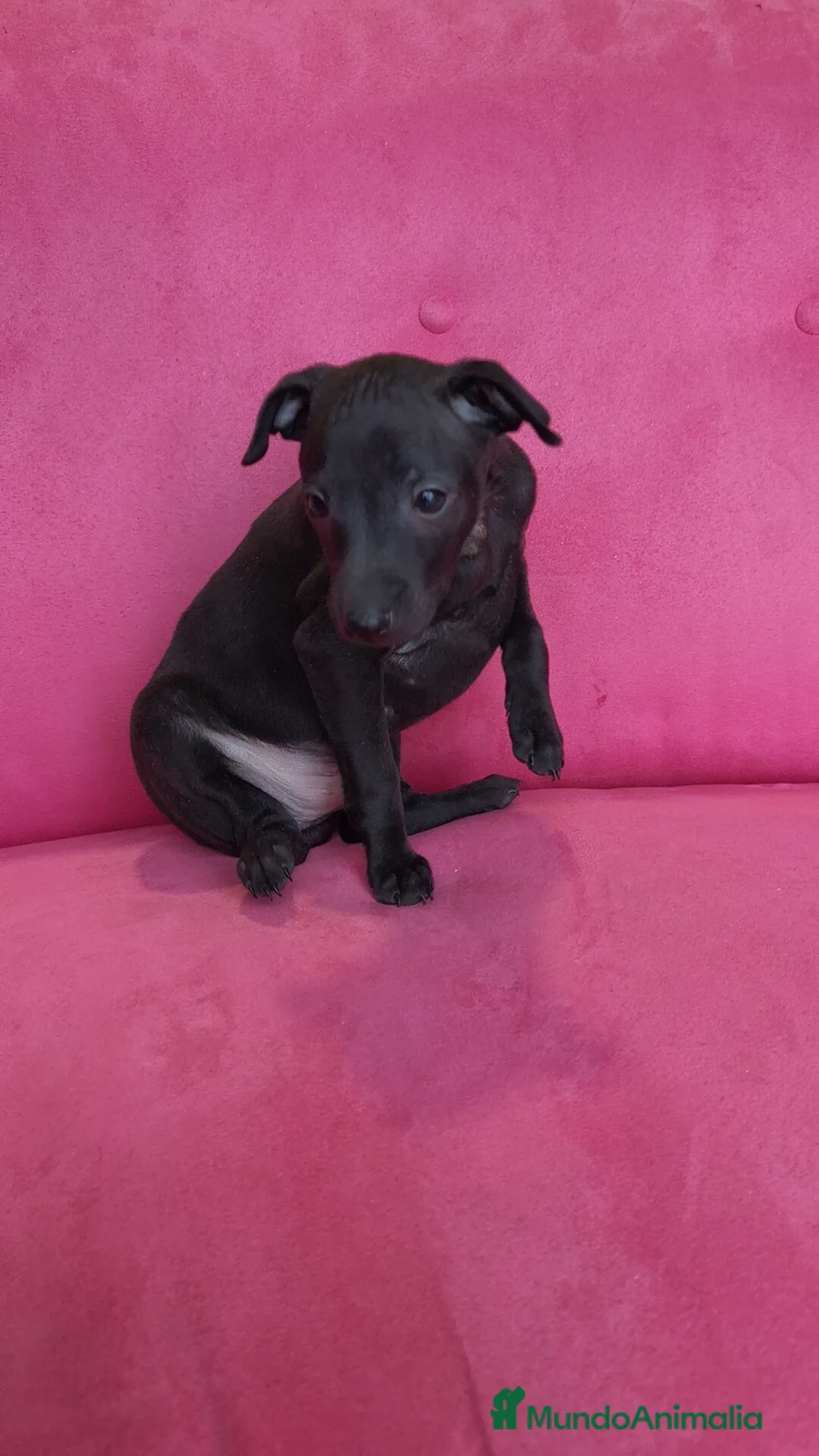 Pequeño Lebrel Italiano perros en venta: Pequeño lebrel Italiano Piccolo Macho - Anuncio 6