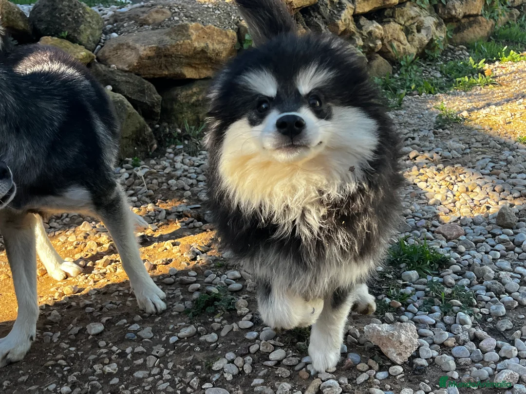 Pomsky perros en venta: Pomsky miniatura multigeneracional  - Anuncio 19