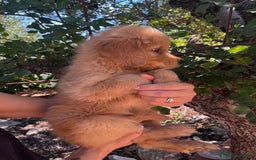 Goldendoodle perros en venta: Goldendoodle f1 - Imagen 2