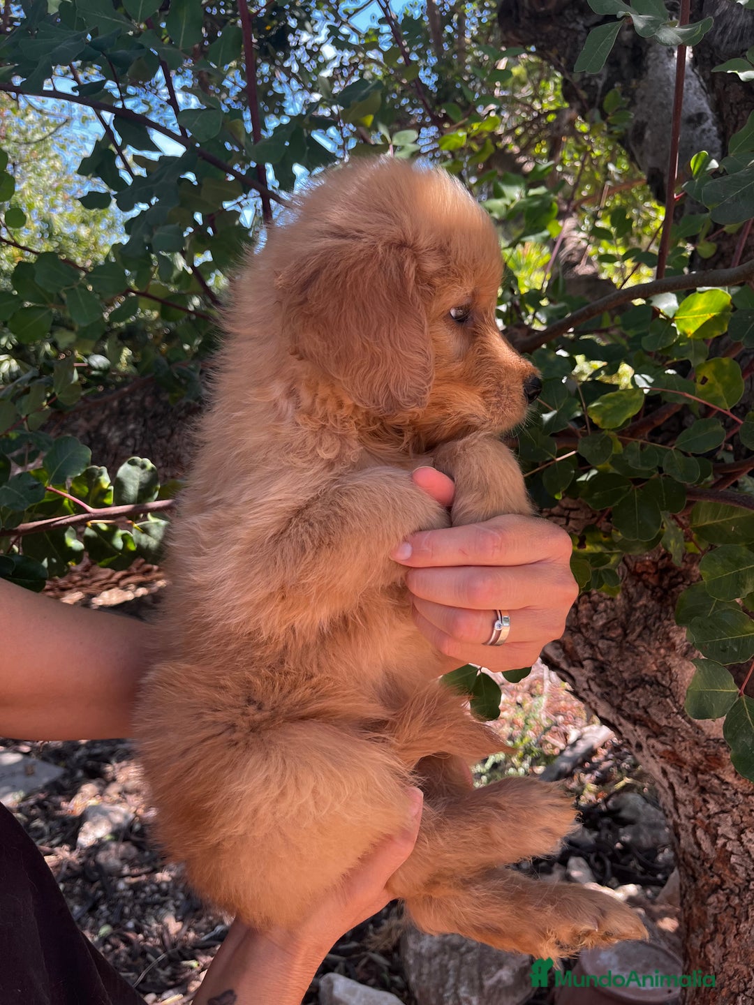 Goldendoodle perros en venta: Goldendoodle f1 - Imagen 2