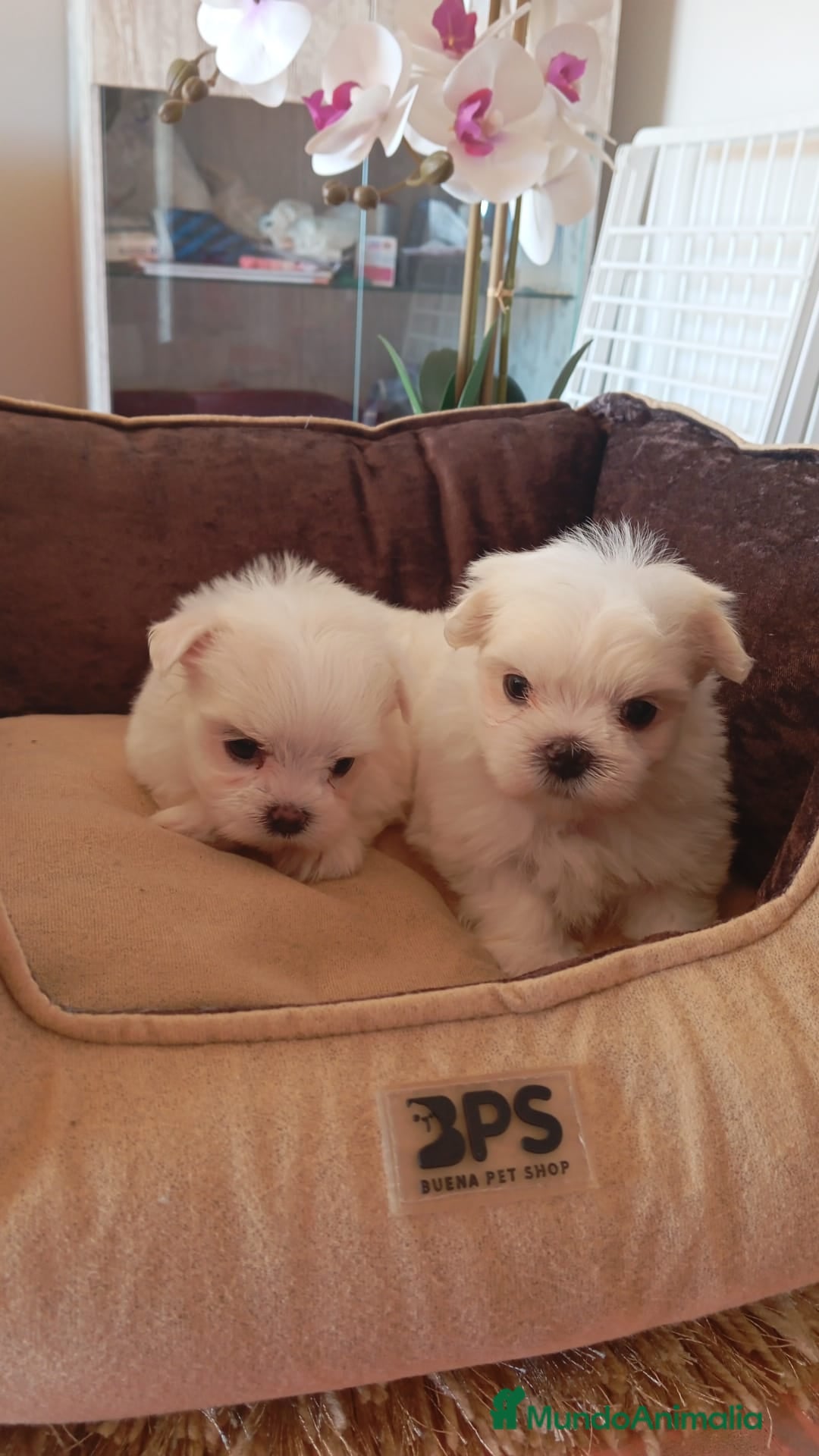 Bichón Maltés perros en venta:  Hermosos bichón maltés  - Imagen 4