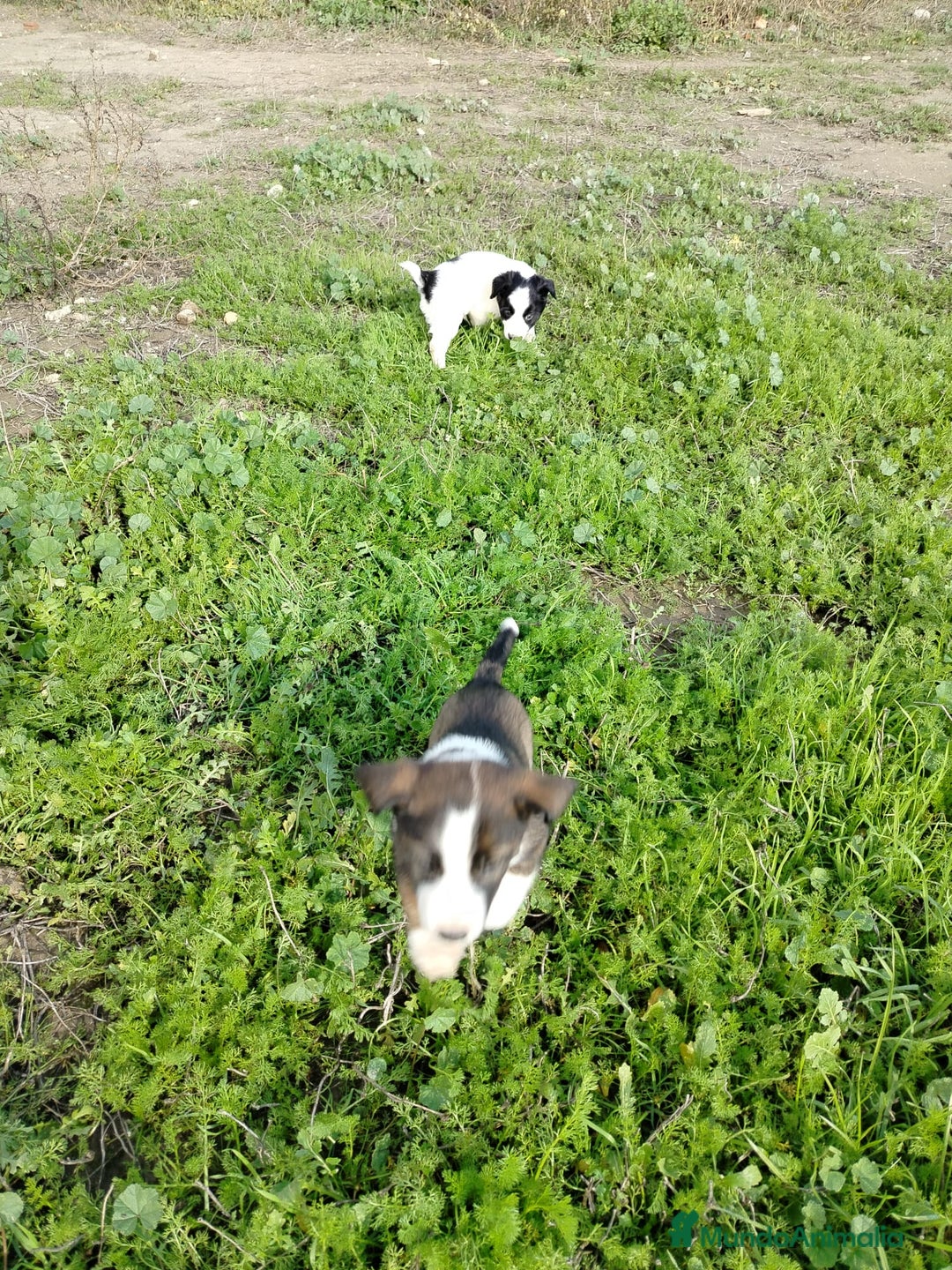 Border Collie perros en venta: BORDER COLLIE - Anuncio 14