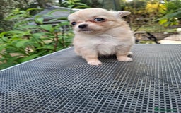 Chihuahua perros en venta: Espectacular chihuahua hembra de pelo largo. - Anuncio 3